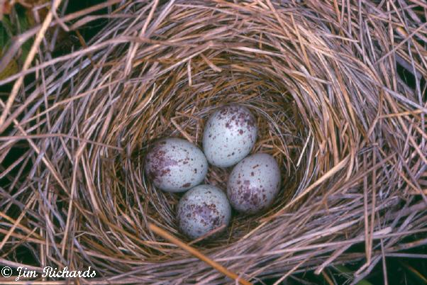 Photo (8): Field Sparrow