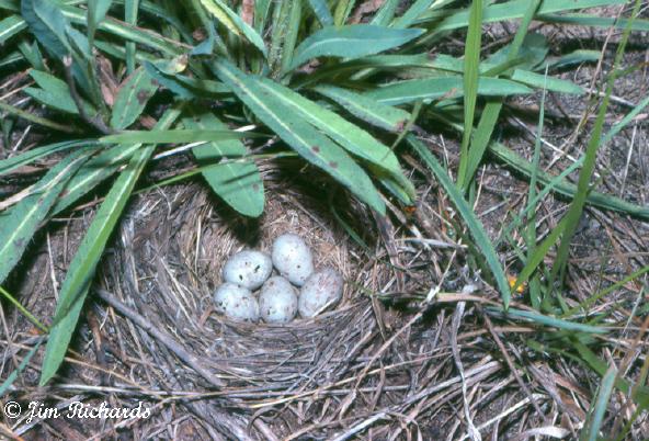 Photo (25): Vesper Sparrow