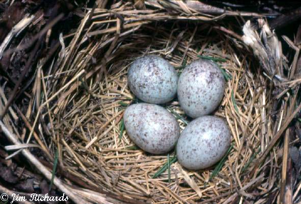 Photo (19): Eastern Towhee