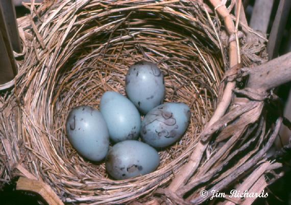 Photo (23): Quiz Species