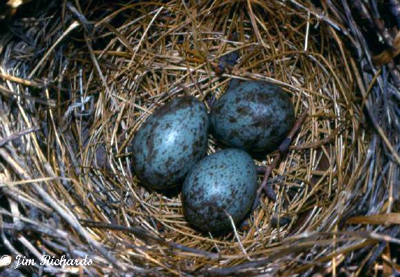 Photo (19): Rusty Blackbird