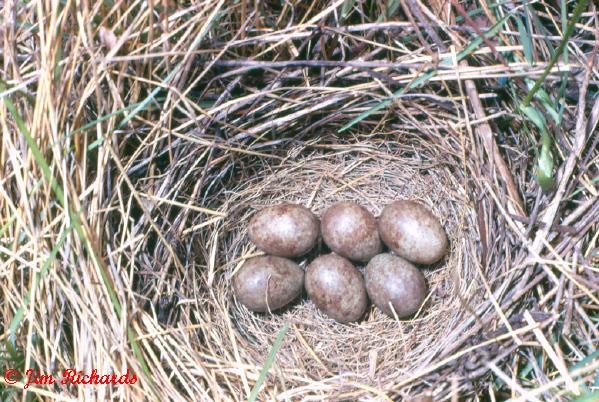 Photo (24): Brewer's Blackbird