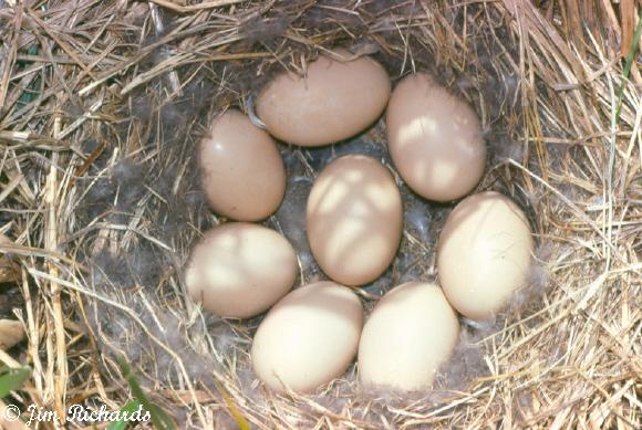 Photo (8): Red-breasted Merganser