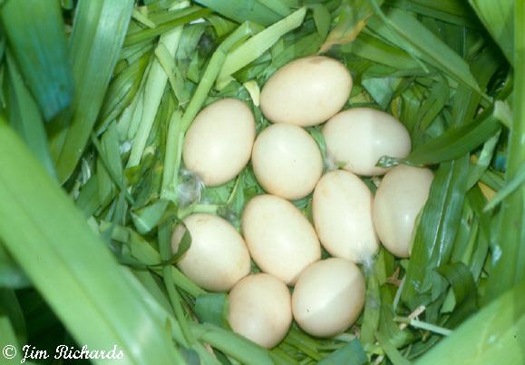 Photo (10): Common Merganser