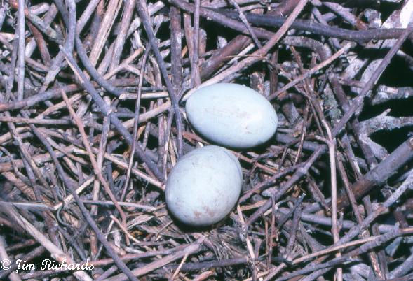 Photo (26): Great Blue Heron