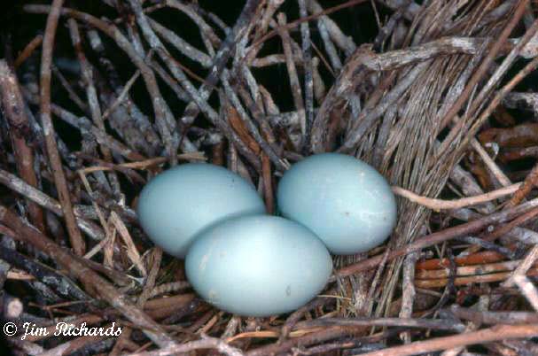 Photo (24): Cattle Egret