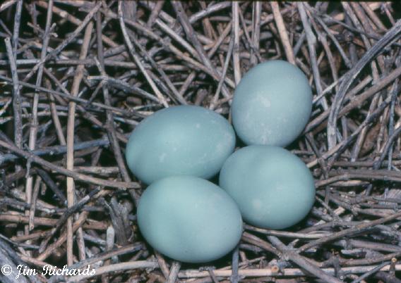 Photo (24): Green Heron