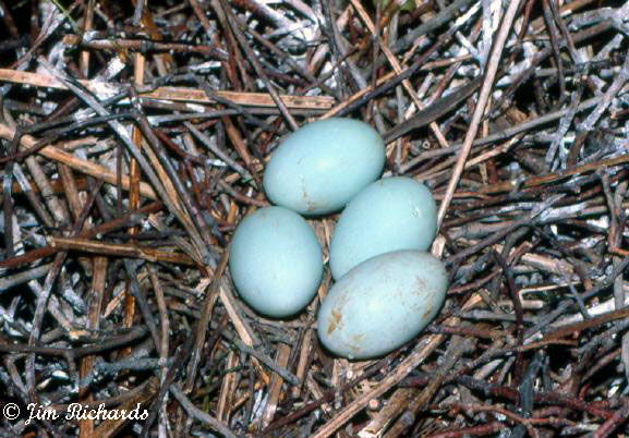 Photo (25): Black-crowned Night-Heron