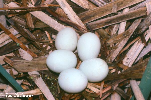 Photo (20): Least Bittern
