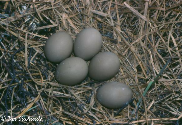 Photo (30): American Bittern