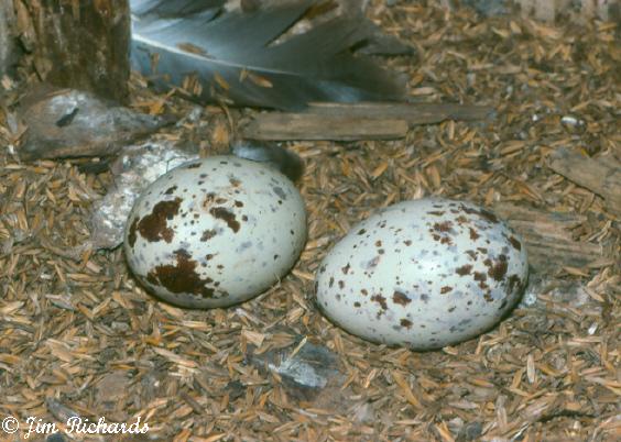 Photo (10): Turkey Vulture