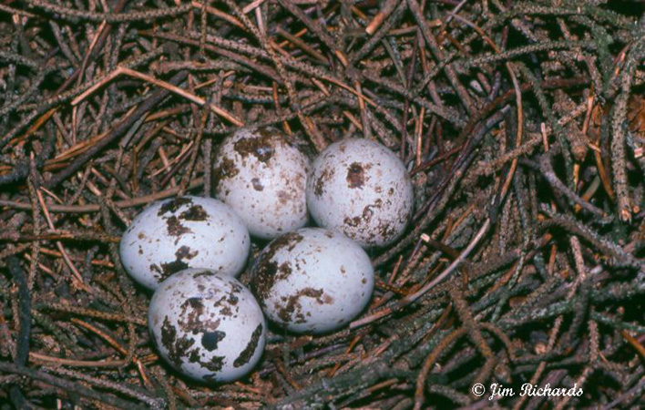 Photo (26): Sharp-shinned Hawk