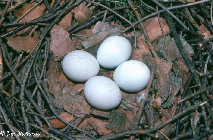 Photo (25): Cooper's Hawk
