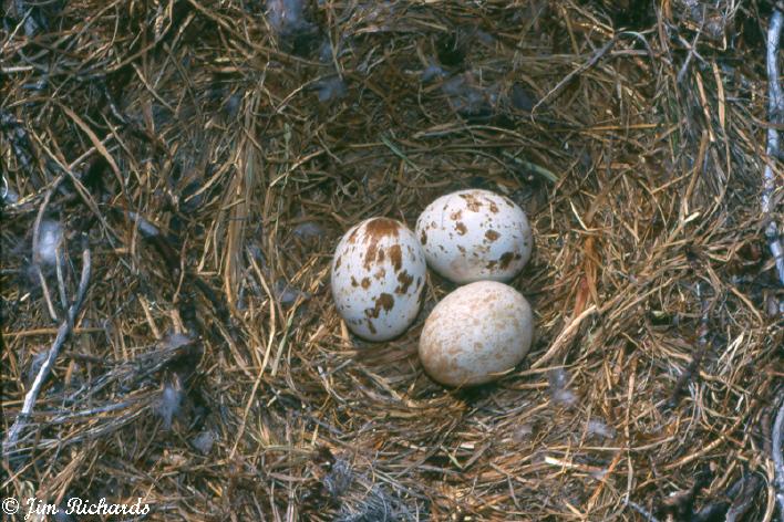 Photo (10): Rough-legged Hawk
