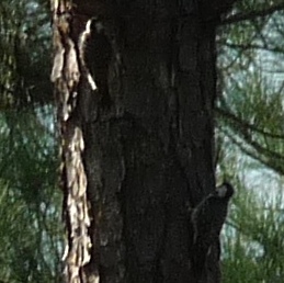 Photo (2): Red-cockaded Woodpecker