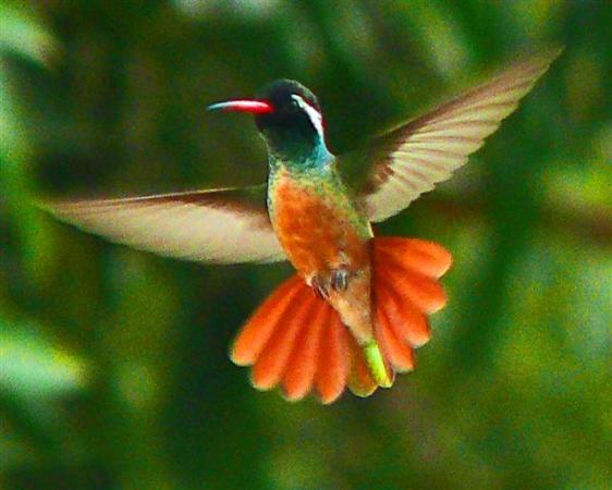 Photo (1): Xantus's Hummingbird