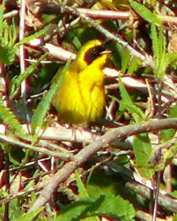 Photo (1): Belding's Yellowthroat