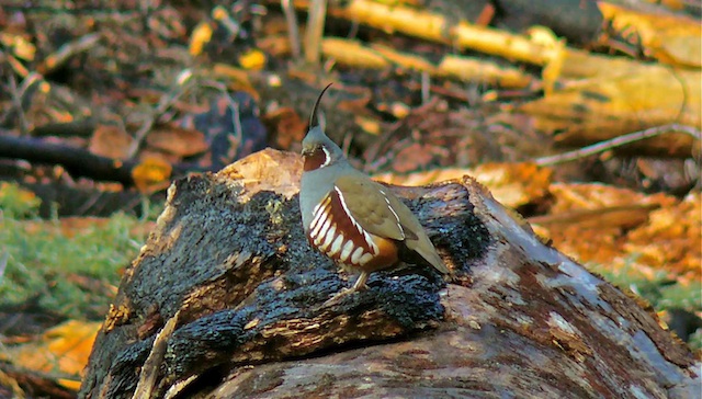 Photo (1): Mountain Quail