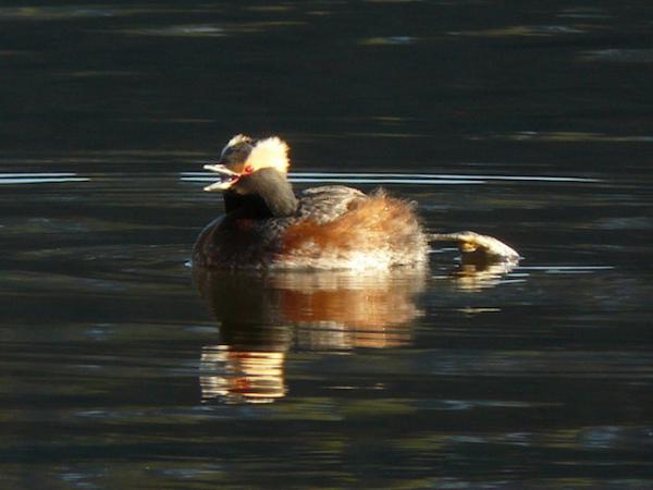 Photo (5): Horned Grebe