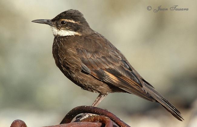 Photo (1): Seaside Cinclodes