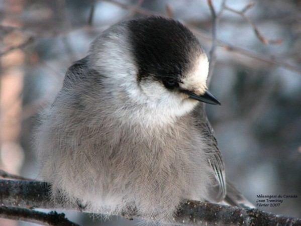 Photo (3): Gray Jay