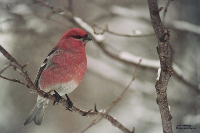 Photo (4): Pine Grosbeak