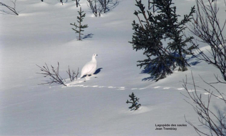 Photo (9): Willow Ptarmigan