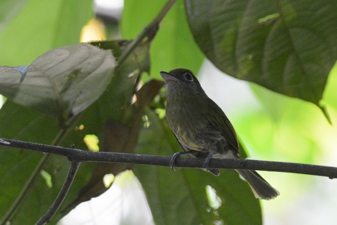 Photo (2): Eye-ringed Flatbill