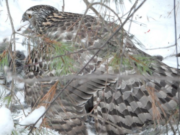 Photo (14): Northern Goshawk