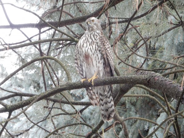 Photo (5): Northern Goshawk