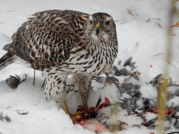 Photo (15): Northern Goshawk