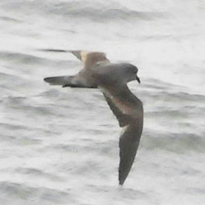 Photo (1): Ashy Storm-Petrel