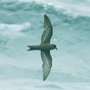 Photo (2): Ashy Storm-Petrel