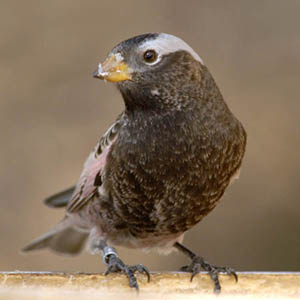 Photo (2): Black Rosy-Finch