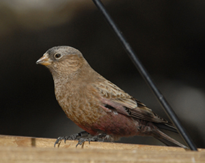 Photo (4): Brown-capped Rosy-Finch