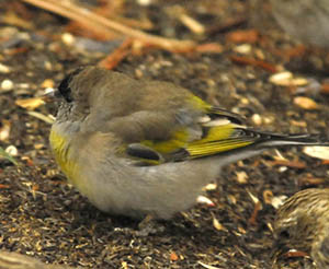 Photo (10): Lawrence's Goldfinch