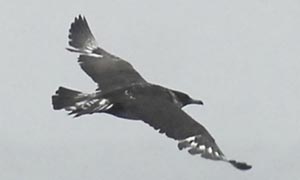 Photo (6): South Polar Skua
