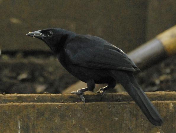 Photo (4): Melodious Blackbird