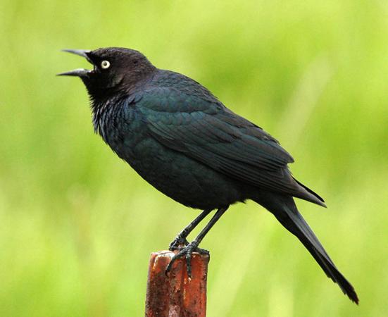 Photo (1): Brewer's Blackbird
