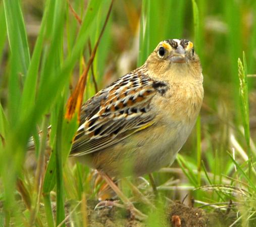 Photo (2): Grasshopper Sparrow