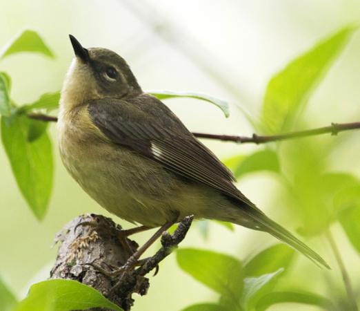 Photo (3): Black-throated Blue Warbler
