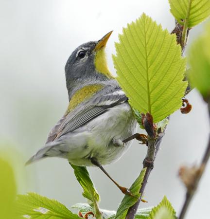 Photo (10): Quiz Species