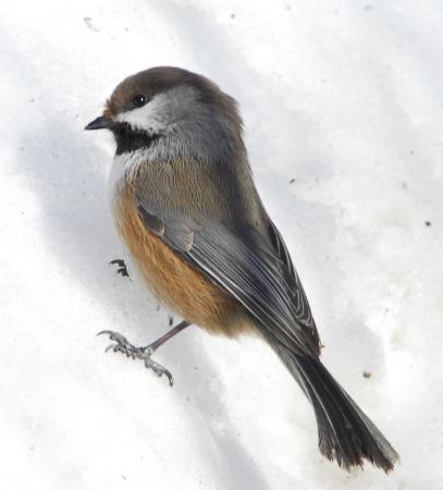 Photo (2): Boreal Chickadee