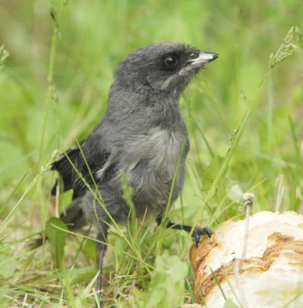 Photo (10): Gray Jay