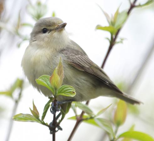 Photo (3): Warbling Vireo