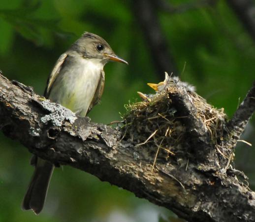 Photo (24): Eastern Wood-Pewee
