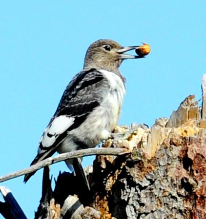 Photo (8): Red-headed Woodpecker