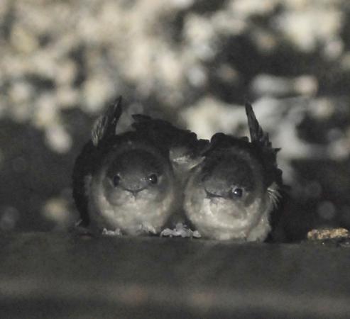 Photo (3): Chimney Swift