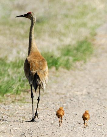 Photo (24): Sandhill Crane