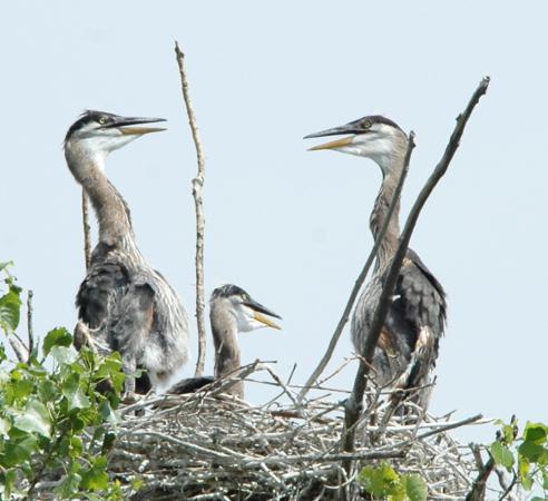 Photo (25): Great Blue Heron